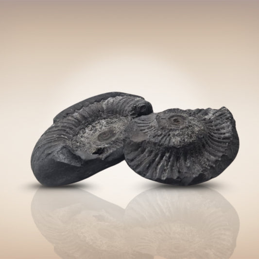 Shri Laxmi Narayan Shaligram - SH138