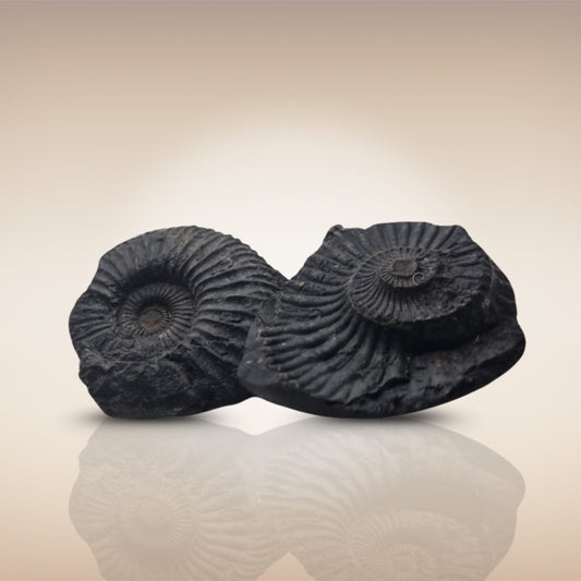 Shri Laxmi Narayan Shaligram - SH142