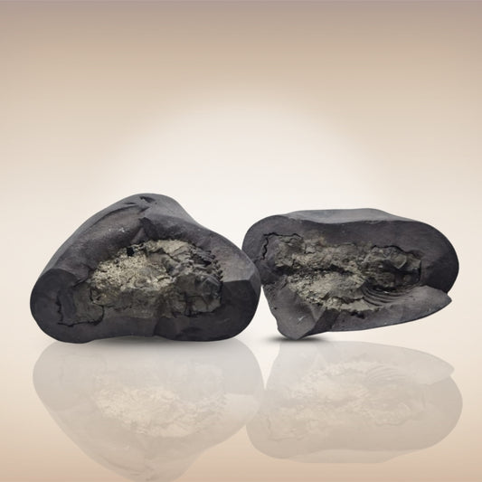 Shri Laxmi Narayan Shaligram - SH146