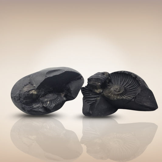 Shri Laxmi Narayan Shaligram - SH147