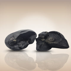 Shri Laxmi Narayan Shaligram - SH147