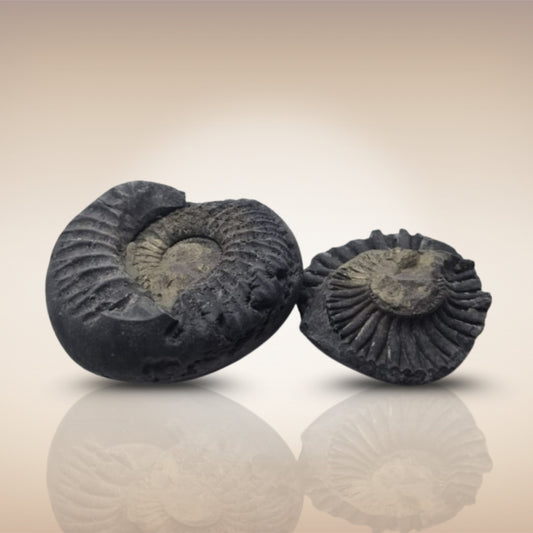 Shri Laxmi Narayan Shaligram - SH148