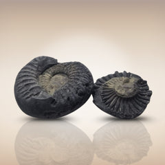 Shri Laxmi Narayan Shaligram - SH148
