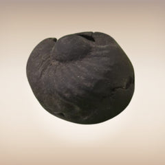 Shri Laxmi Narayan Shaligram - SH005