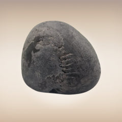 Shri Laxmi Narayan Shaligram - SH006