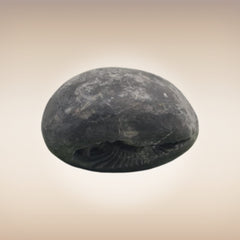 Shri Laxmi Narayan Shaligram - SH014