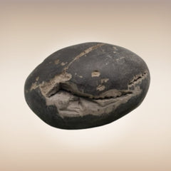 Shri Laxmi Narayan Shaligram - SH056