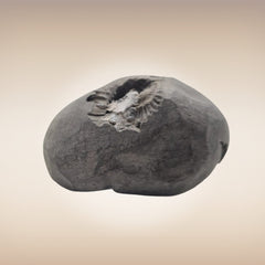 Shri Laxmi Narayan Shaligram - SH062
