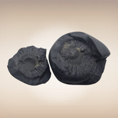 Shri Laxmi Narayan Shaligram - SH067