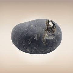 Shri Laxmi Narayan Shaligram - SH068