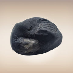 Shri Laxmi Narayan Shaligram - SH074