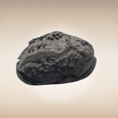Shri Laxmi Narayan Shaligram - SH086