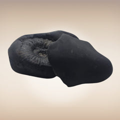 Shri Laxmi Narayan Shaligram - SH087
