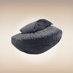 Shri Laxmi Narayan Shaligram - SH097
