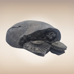 Shri Laxmi Narayan Shaligram - SH102