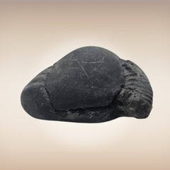 Shri Laxmi Narayan Shaligram - SH108