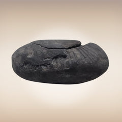 Shri Laxmi Narayan Shaligram - SH111