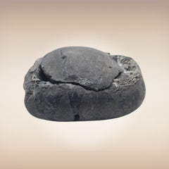 Shri Laxmi Narayan Shaligram - SH113
