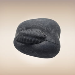Shri Laxmi Narayan Shaligram - SH114