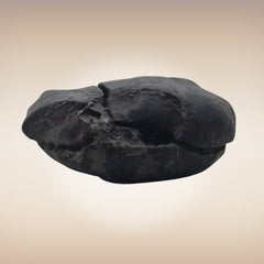 Shri Laxmi Narayan Shaligram - SH131