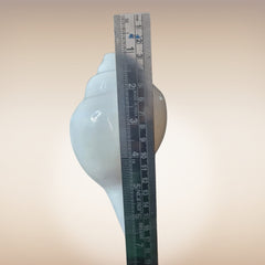 Dakshinavarti Shankh | Conch | Blowing Shankh Length 6.7 Inch