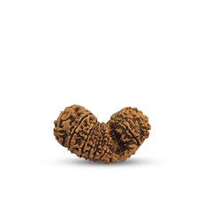 17 MUKHI GAURISHANKAR RUDRAKSHA