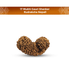 17 MUKHI GAURISHANKAR RUDRAKSHA