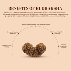17 MUKHI GAURISHANKAR RUDRAKSHA