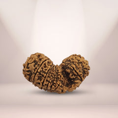 17 MUKHI GAURISHANKAR RUDRAKSHA