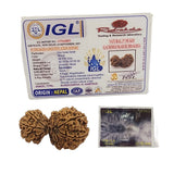 17 MUKHI GAURISHANKAR RUDRAKSHA