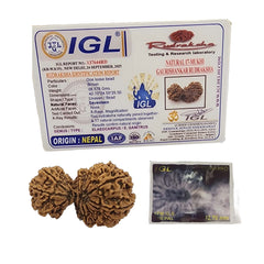 17 MUKHI GAURISHANKAR RUDRAKSHA