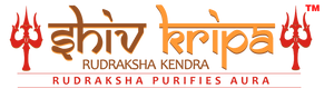 Shiv Kripa  Rudraksha