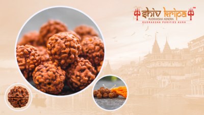 5 Mukhi Rudraksha - Benefits, Powers, and Products