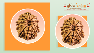 Why You Should Buy A 12 Mukhi Rudraksha?