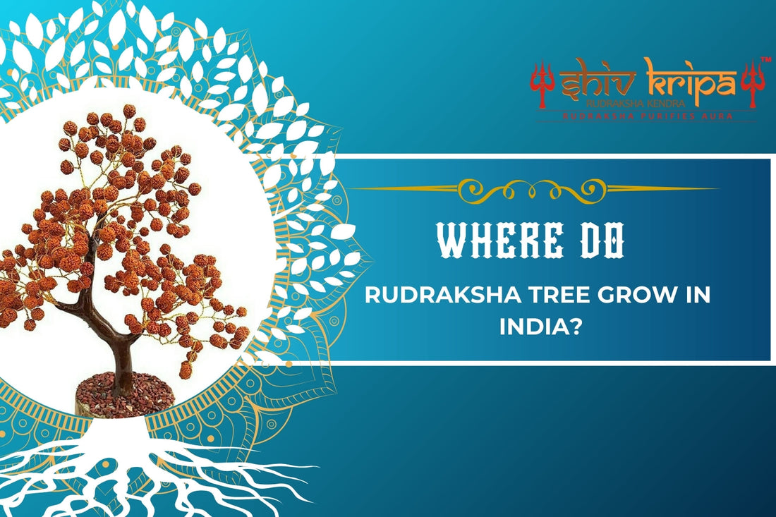 Where do Rudraksha tree grow in India?