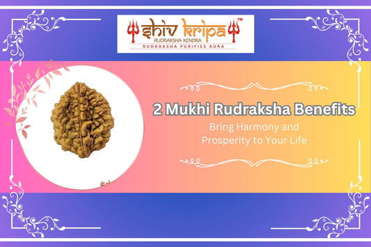 2 Mukhi Rudraksha Benefits: Bring Harmony and Prosperity to Your Life