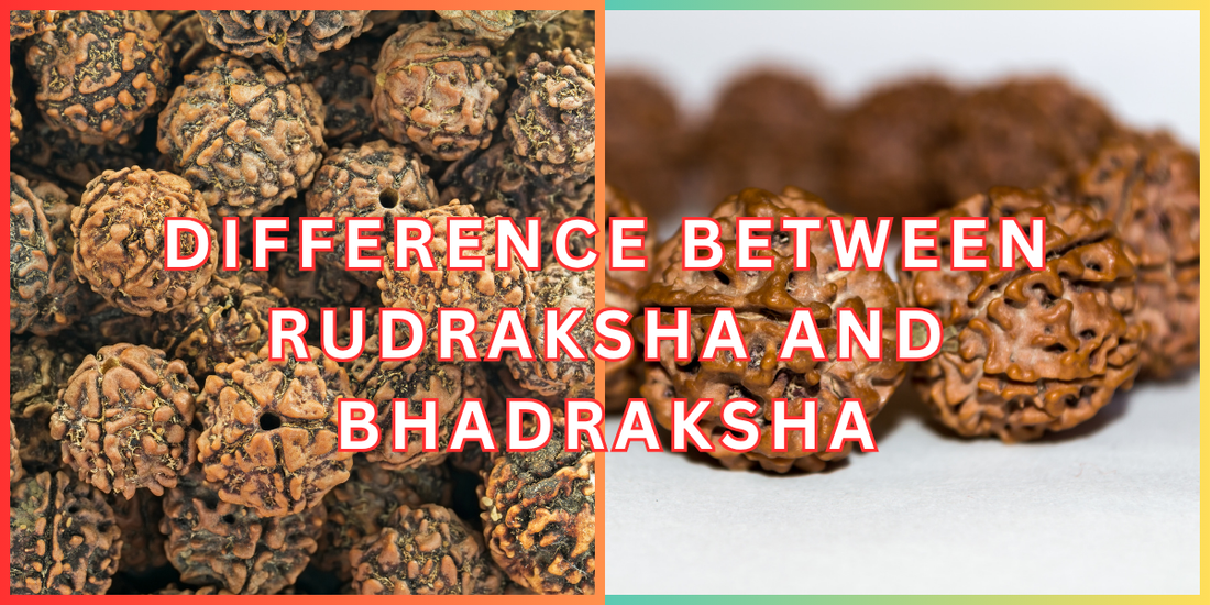 difference between rudraksha and bhadrakdha