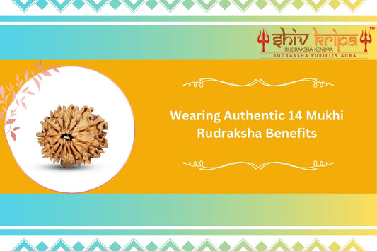 Wearing authentic 14 Mukhi Rudraksha Benefits