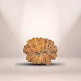 13 Mukhi Rudraksha (Indonesian)