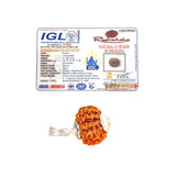 11 Mukhi Rudraksha (Indonesian)
