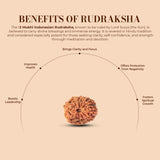 12 Mukhi Rudraksha (Indonesian)