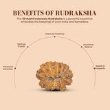 13 Mukhi Rudraksha (Indonesian)