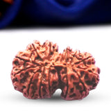 Natural 13 Mukhi Rudraksha (Nepali) - Gaurishankar