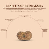 15 Mukhi Rudraksha (Indonesian)