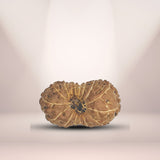 15 Mukhi Rudraksha (Indonesian)