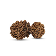 17 MUKHI GAURISHANKAR RUDRAKSHA