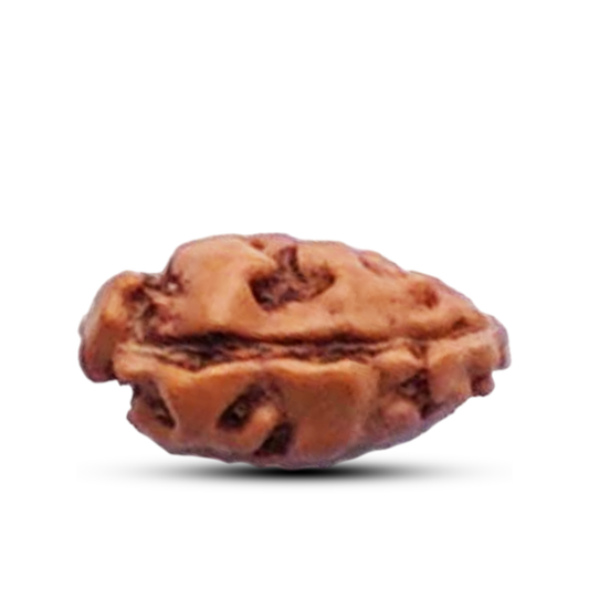 1 Mukhi Rudraksha (Indonesian)