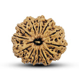 13 Mukhi Nepali Rudraksha
