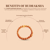 2 Mukhi Rudraksha Bracelet