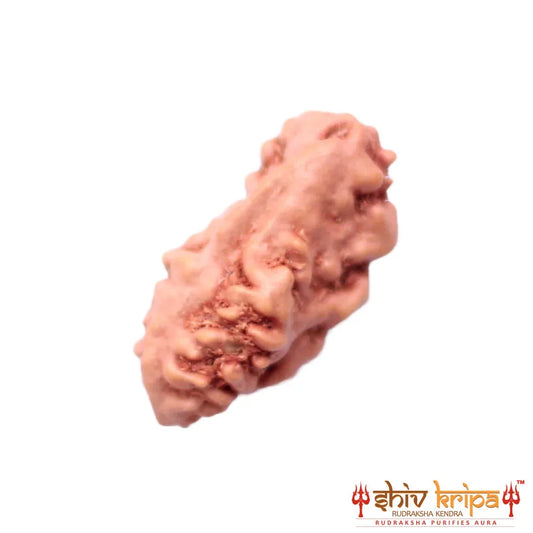 1 Mukhi Rudraksha Origin Indonesia Supercollector Beads